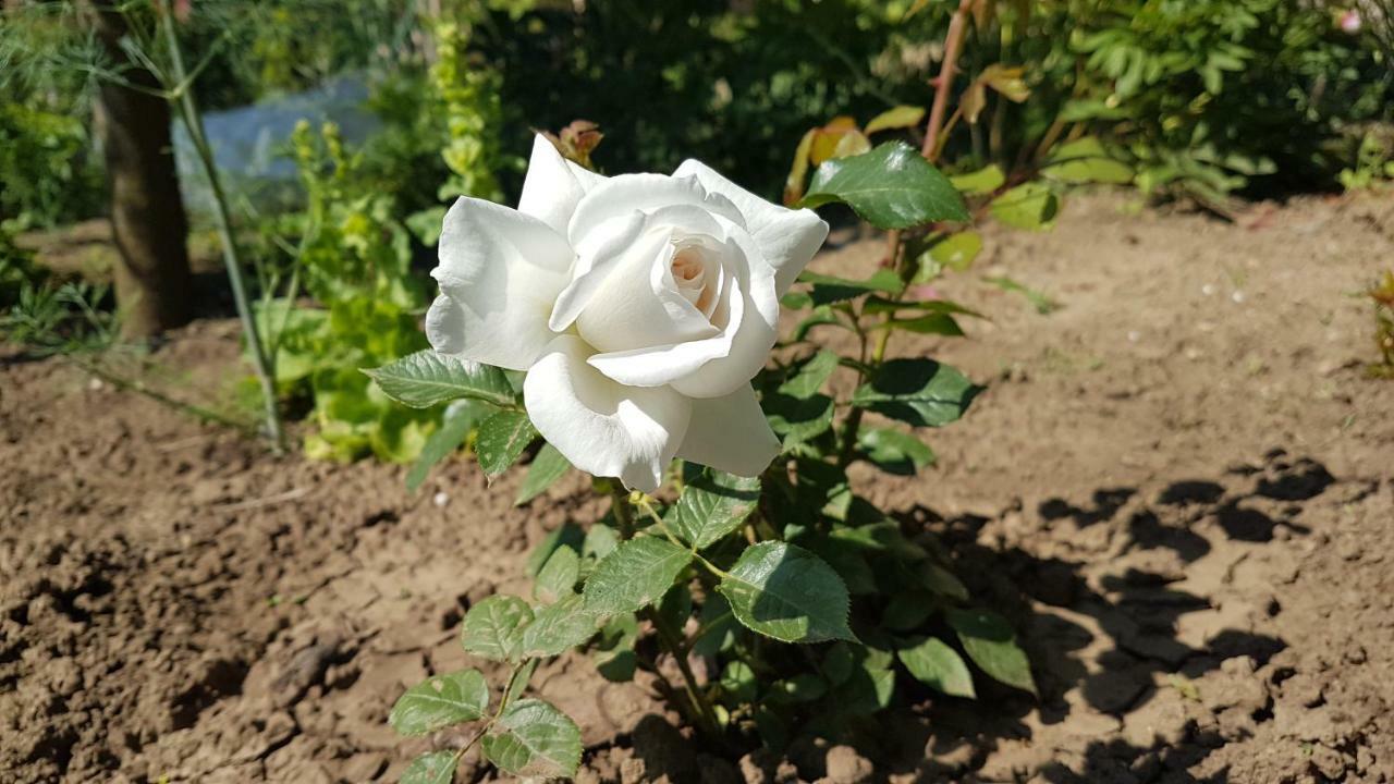 Pensiunea Victoria Mangalia Esterno foto